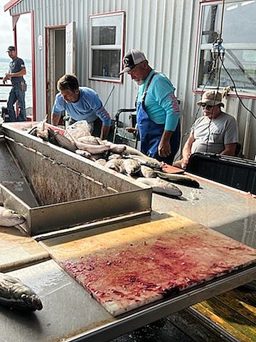 Cleaning Fish